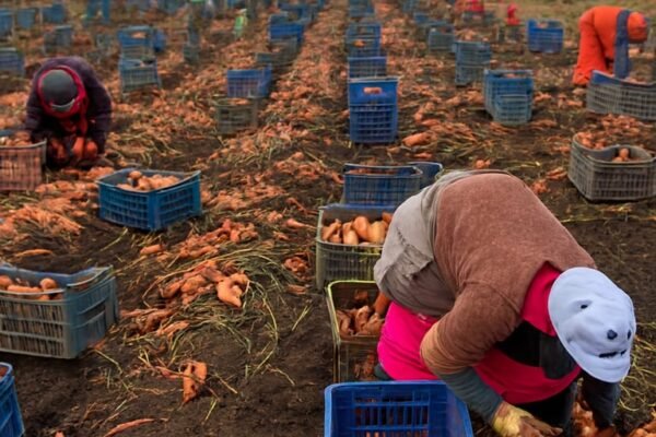 Quality operations harvest image