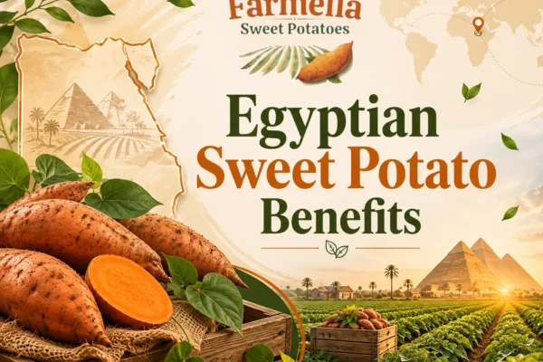 Egyptian sweet potato benefits illustrated through export-quality sweet potatoes grown in Egyptian farming fields