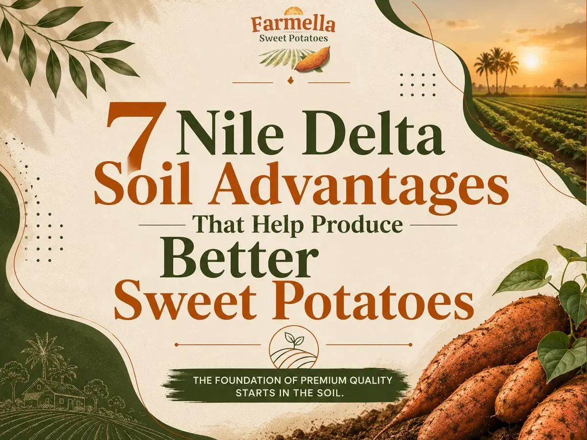 Nile Delta soil advantages for sweet potato farming illustrated with fertile farmland, healthy soil, and premium sweet potatoes grown in Egypt.