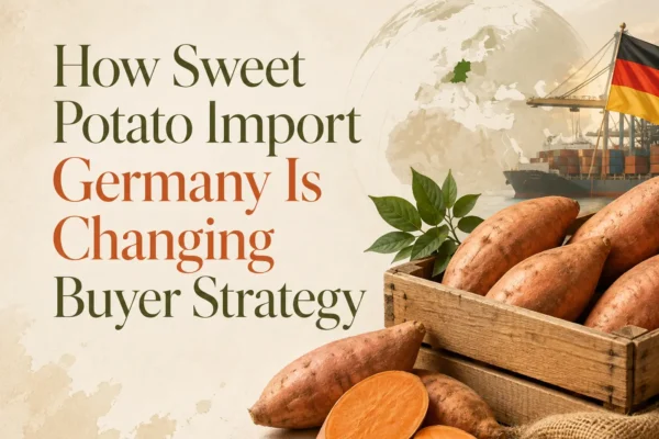 Sweet potato import Germany with fresh sweet potatoes prepared for German buyers and European distribution