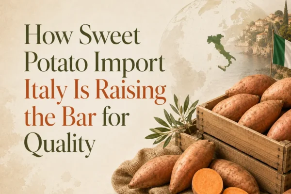 Sweet potato import Italy with premium sweet potatoes prepared for Italian buyers and commercial distribution