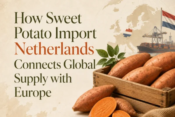 Sweet potato import Netherlands with fresh sweet potatoes prepared for European distribution through the Dutch market