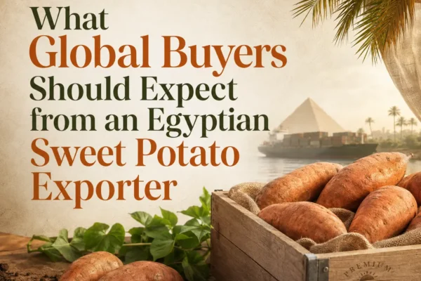 Egyptian sweet potato exporter supplying premium sweet potatoes from Egypt to global buyers