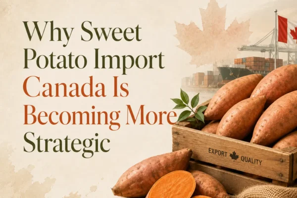 Sweet potato import Canada with fresh sweet potatoes prepared for export and distribution to Canadian buyers