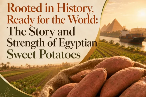 Egyptian sweet potatoes grown on Egyptian farmland and prepared for international markets