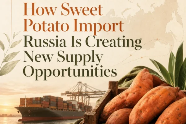 Sweet potato import Russia with fresh sweet potatoes prepared for international shipping and Russian market supply